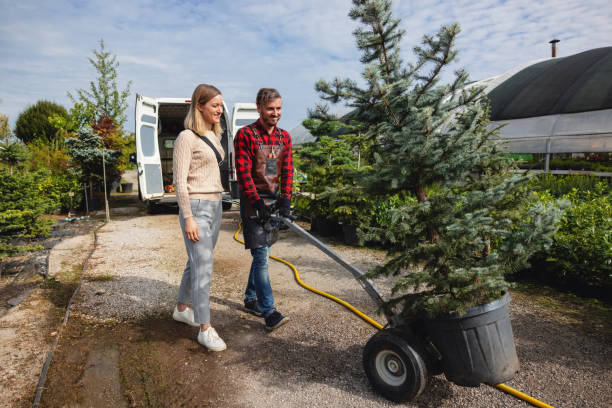 Residential Tree Removal